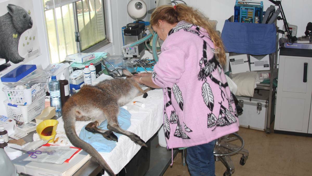 Cedar Creek Wombat Rescue co-founder Roz Holme treating an injured kangaroo at her animal hospital on Monday. Picture: Supplied