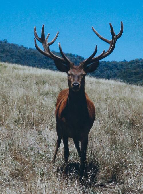 Karl the deer