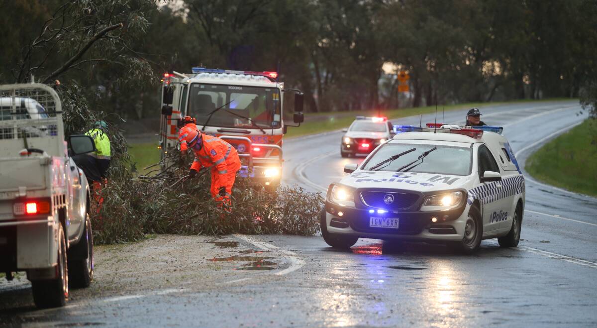 SOGGY: A tree down on the Beechworth-Wodonga Road on Friday. It was the wettest September on record. Picture: ELENOR TEDENBORG
