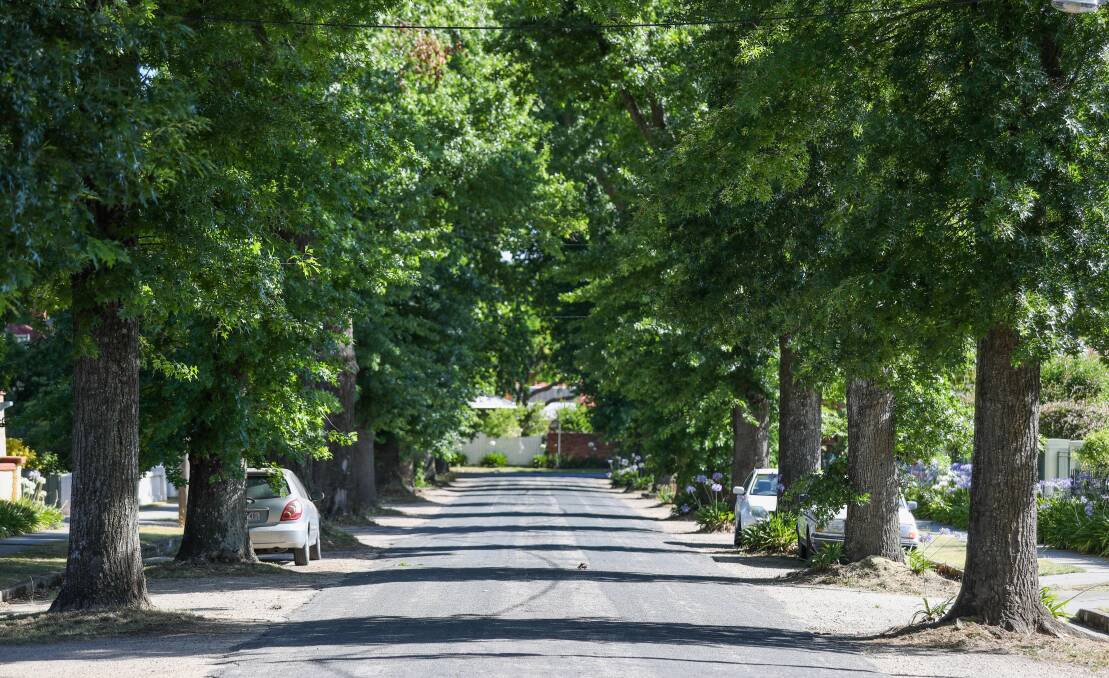 MAGNIFICENT: Who are we to deprive future generations of the same beauty and benefits we have enjoyed from the oak trees in Albury's Griffith Street, a reader asks. 