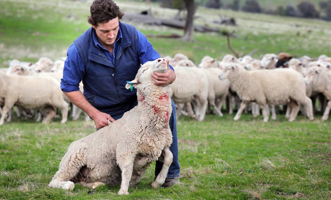 FARMER HEARTACHE: Richard Manion, farm manager at Bowna property Wingadel, with a sheep that was attaced by a wild dog earlier this year. 