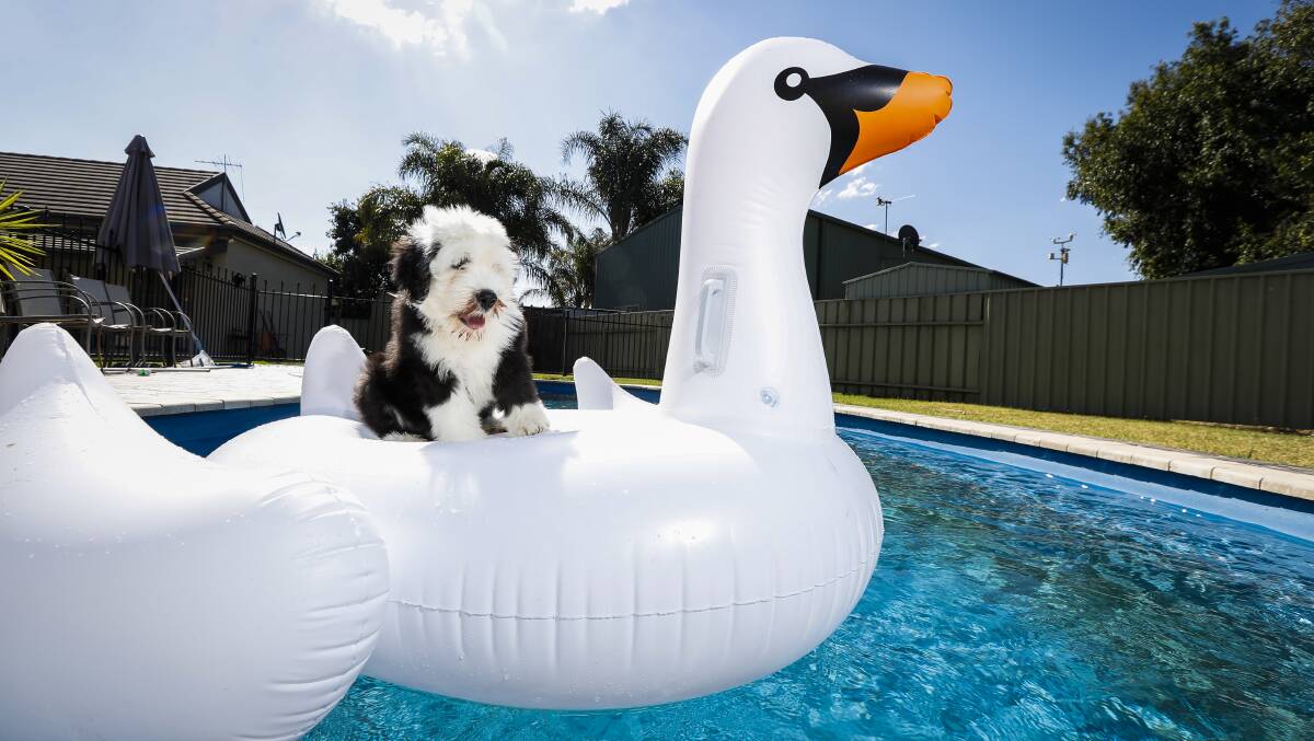 COOL: At 11 weeks, Old English sheepdog Willow is pretty comfortable around the pool at her owner's Lavington home. Picture: JAMES WILTSHIRE