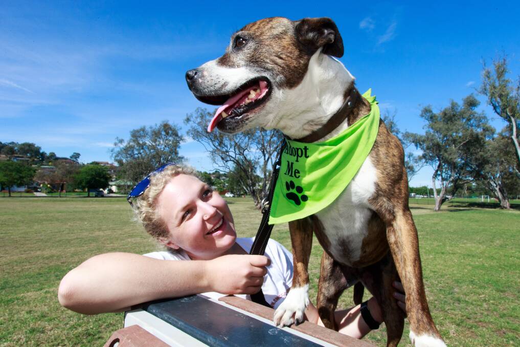 POOR COUSIN: Tootz with animal rescue volunteer Carmen Amos at the opening of a dog park in Albury. A reader says Wodonga Council is less generous to dog owners.