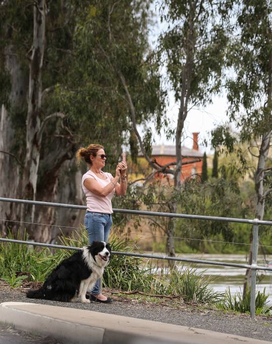 KODAK MOMENT?: A passerby at Corowa with her dog stops to take a picture of the fast-flowing floodwaters between Corowa and Wahgunyah. Picture: JAMES WILTSHIRE
