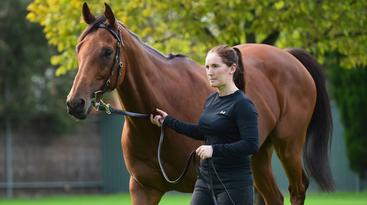 EXTRA CLASS: 2012 winner Extra Zero, now a 10-year-old, is running in the Albury Cup for the fourth time in what will be the 97th career start for the veteran.