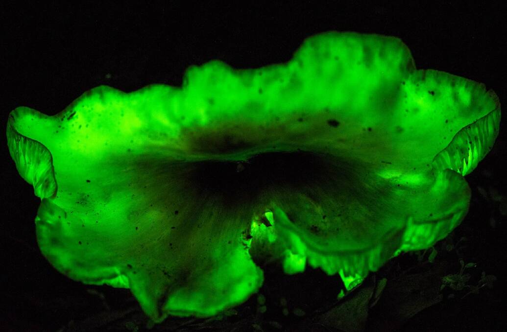 JACKPOT: Chiltern's Kurtis Hickling was the first to photograph the glowing fungus and has shared the secret location with other snappers. Picture: KURTIS HICKLING