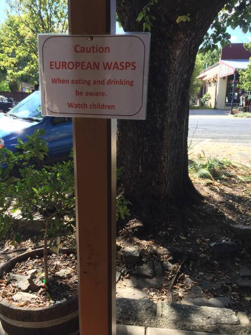 Warning signs were erected around Yackandandah and now a councillor has asked the issue of European wasps be investigated