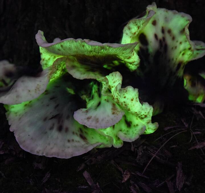 EERIE: The Omphalotus nidiformis, or ghost fungus, is a poisonous species that glows in the dark. Most commonly found in South Australia, it has been spotted at the Chiltern-Mt Pilot National Park. Picture: MARK JESSER