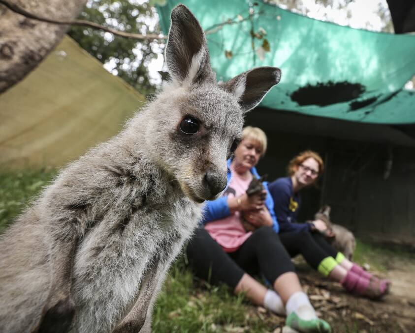 CURIOUS: Hopper the 6-month-old eastern grey kangaroo is one of 92 kangaroos at the Kangaloola Wildlife Centre. The centre is looking to raise $14,000 through its annual fundraising appeal. Pictures: JAMES WILTSHIRE