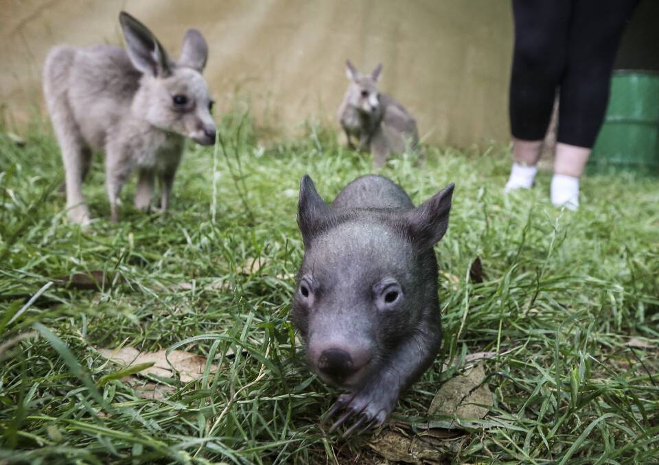 EXPLORING: Miss Piggy was rescued by two people who came across her dead mother on a major highway. She is one of 10 wombats recovering at Kangaloola.