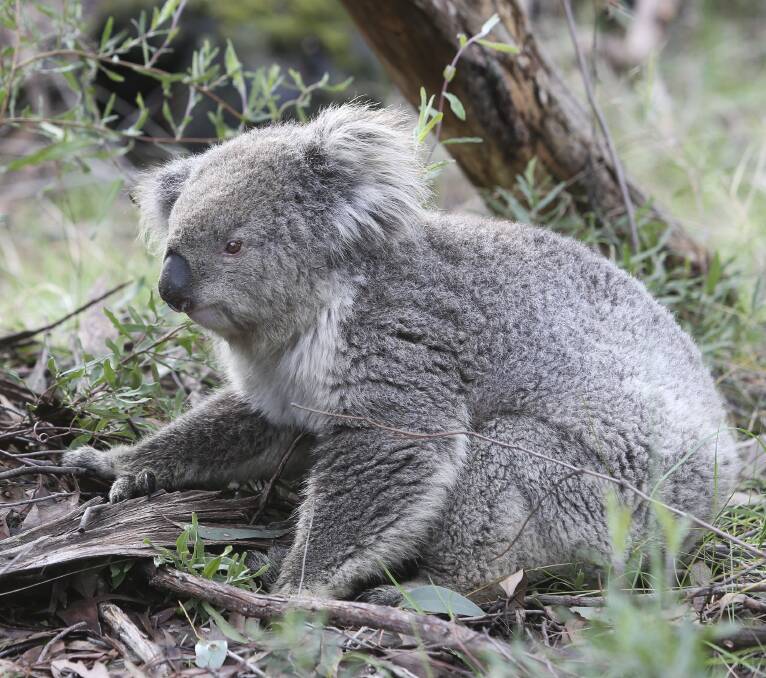 INJURED MUM: The koala, named Lou-Shireen, was injured after it was struck by a car. Picture: ELENOR TEDENBORG