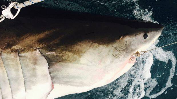 A shark is caught and tagged by DPI staff. Photo: DPI
