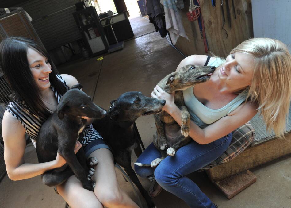 UNCERTAIN FUTURE: Sisters Letia and Kirsten Oakman are unsure of what the future holds for their greyhound puppies if there is a ban. 