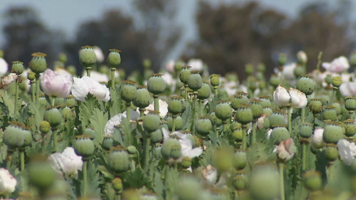 NSW poppy crop in bloom earlier this year. Picture: Contributed 