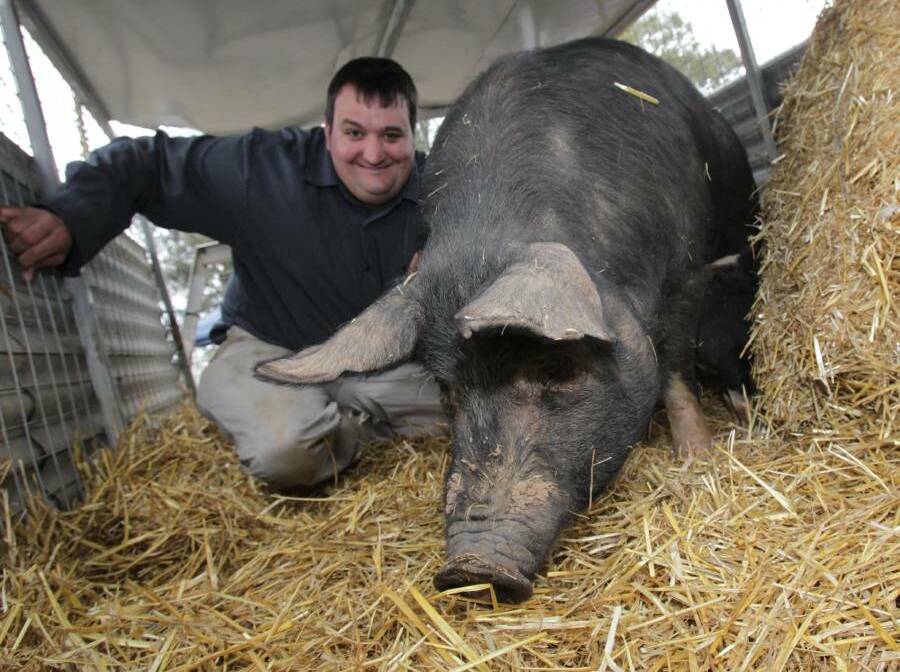 SOME PIG: Mangoplah farmer Steve Anderson with her tipster pig Tulip.