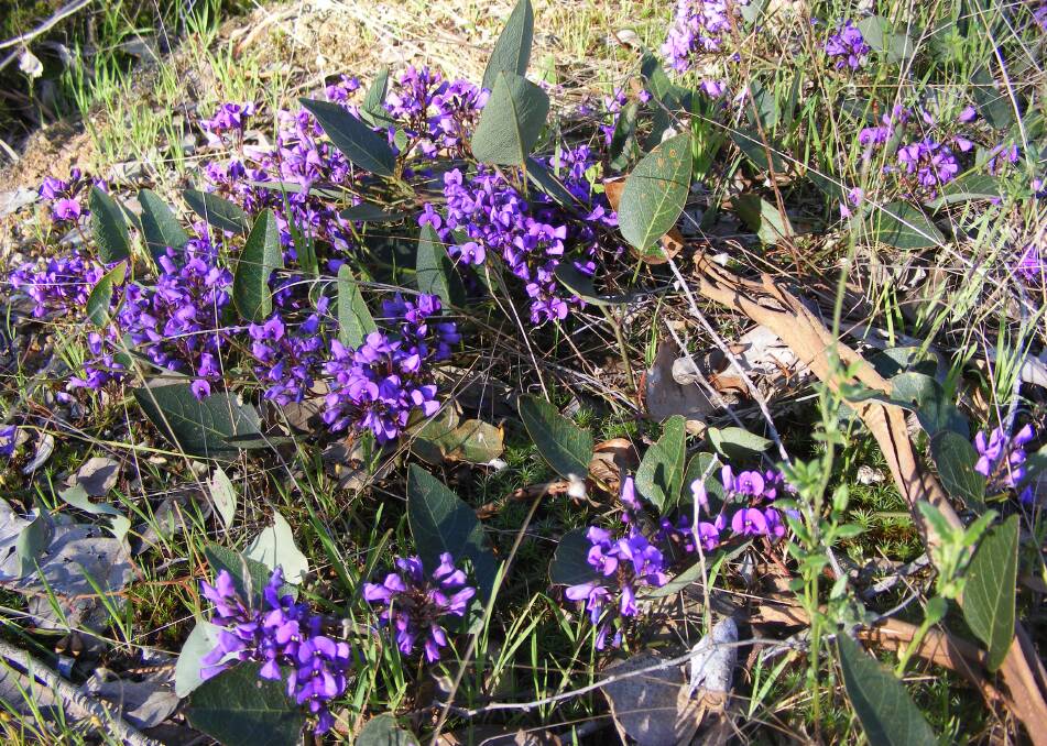 SHOWOFF: A patch of purple on the side of a road or in the bush is a sign that Hardenbergia is putting on a show. It is a hardy climber, growing in all areas from coast to forest and is well-suited to Albury Wodonga.