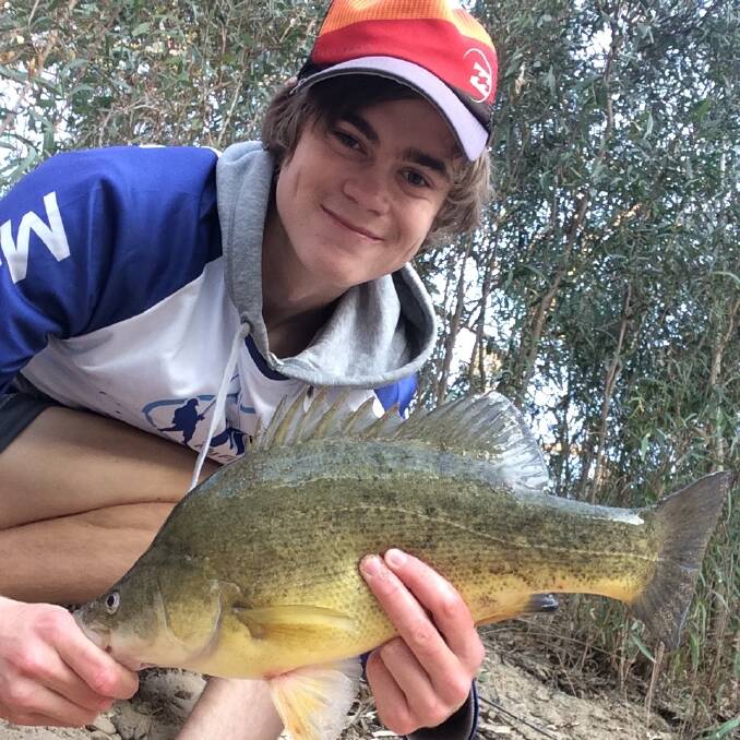SUPER DAY: Keen angler Connor Heir caught three golden perch using hard body lures while fishing the Murray River. All three were released.