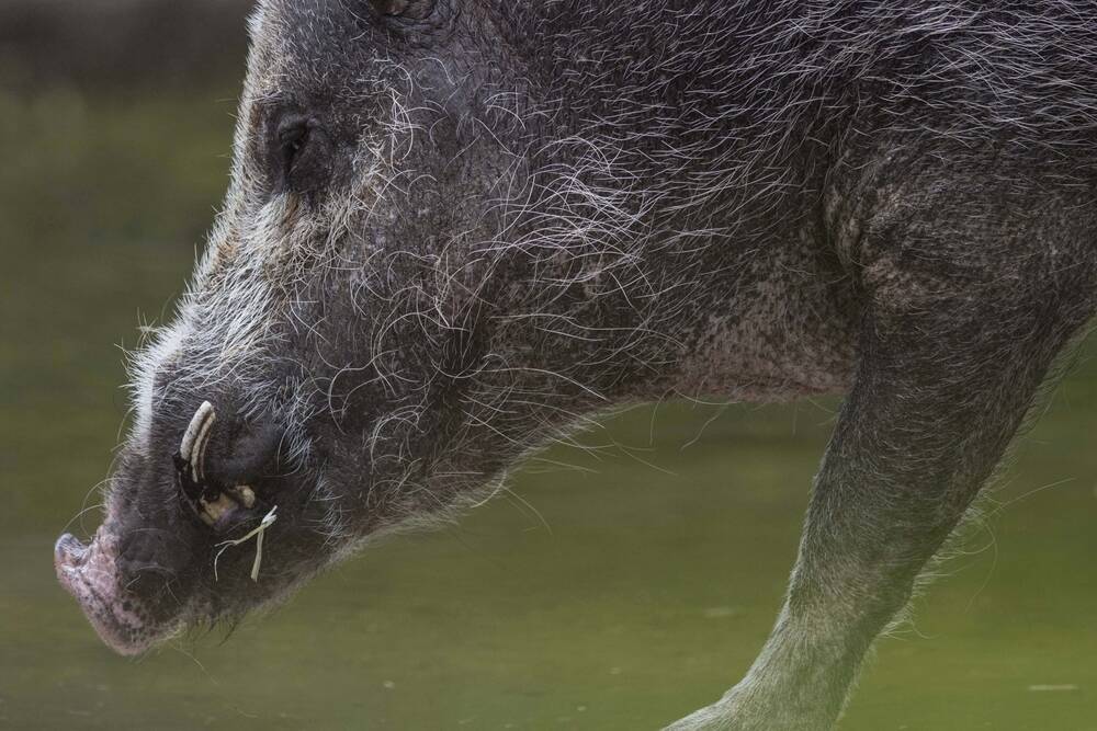 SENSELESS: Feral pigs are damaging the environment. Picture: Shutterstock.com