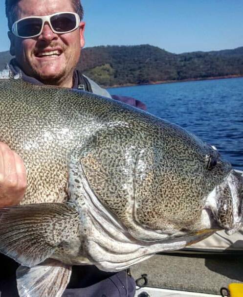 MONSTER: Jesse Mills landed this massive cod during a recent trip to Blowering Dam, from which a number of good reports have been received lately.