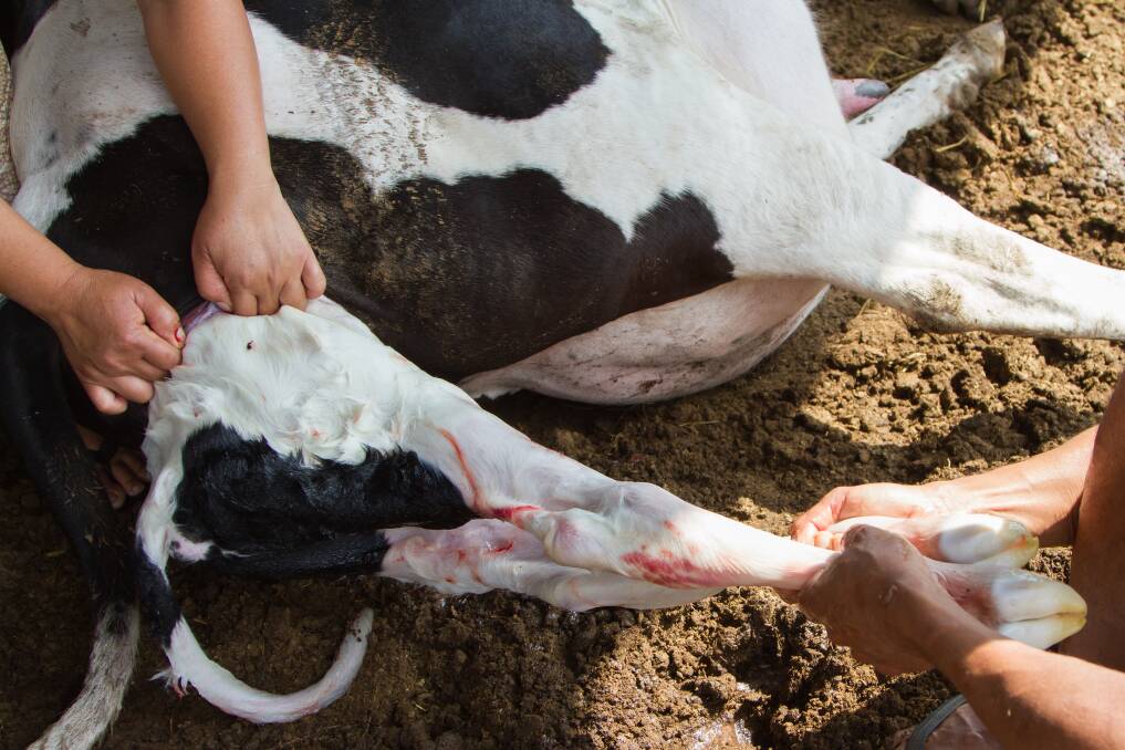 COSTLY: Calving problems can contribute to heavy production losses.