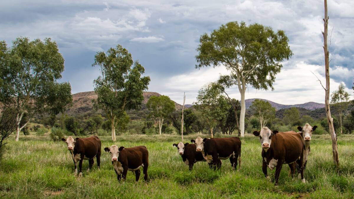 RISK FACTORS: Low blood magnesium levels, pastures composition, age and even the weather are contributing factors to grass tetany.
