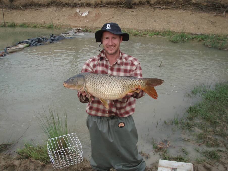 TARGET: The author, Anthony Rex Conallin, holds a female carp, which is capable of spawning up to one million eggs several times a year.