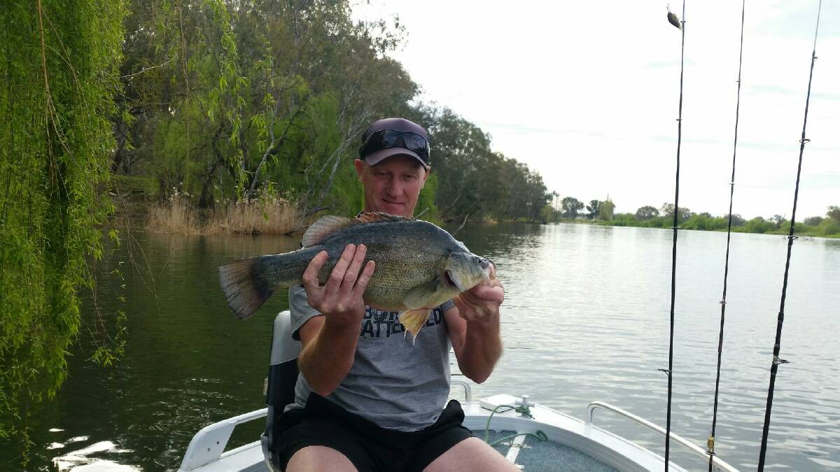 YOU BEAUTY: Keen fisho Paul Wilson from Wodonga caught and released this yellowbelly below the weir wall. He was fishing with a Balista Trance Lure.