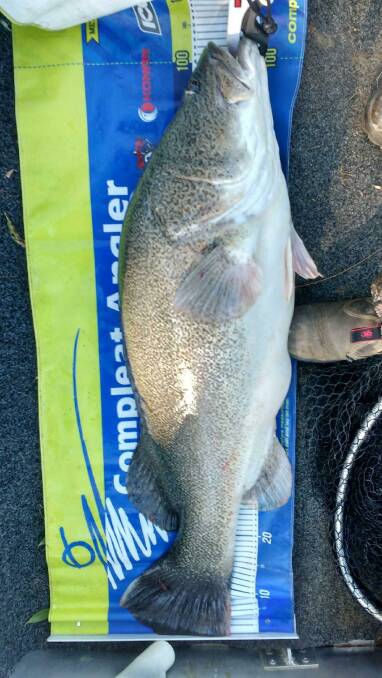 BEAUTY: Warren Lambert caught his first metre-plus cod in the Murray River at Kismet earlier this week. 