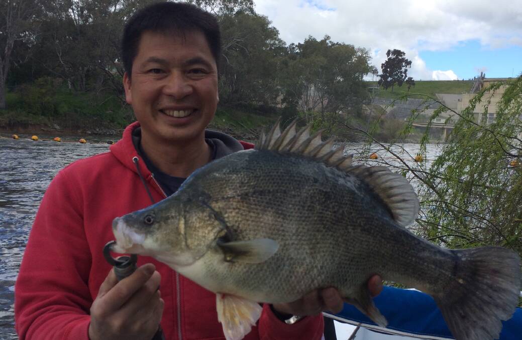 YOU BEAUTY: A happy Johnny Phung shows off a sizeable golden perch he caught using a hot lip lure on the Murray River last week. The fish later weighed in at 6kg.
