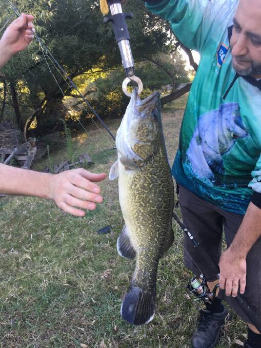 RIPPER: Tony El-Achakar caught this cod in the Murray River. 