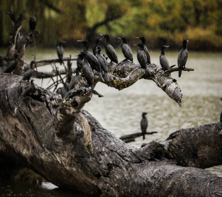 WET SHAGS: A flock of birds sit in the rain at Belvoir Park in Wodonga on Friday. Pictures: JAMES WILTSHIRE