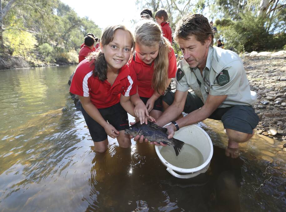 RELEASE THE FISH: Myrtleford P-12 College students Clancy Crisp, 9, and Ava Brock, 9, release a Macquarie perch with DELWP's Glen Johnson. Picture: ELENOR TEDENBORG