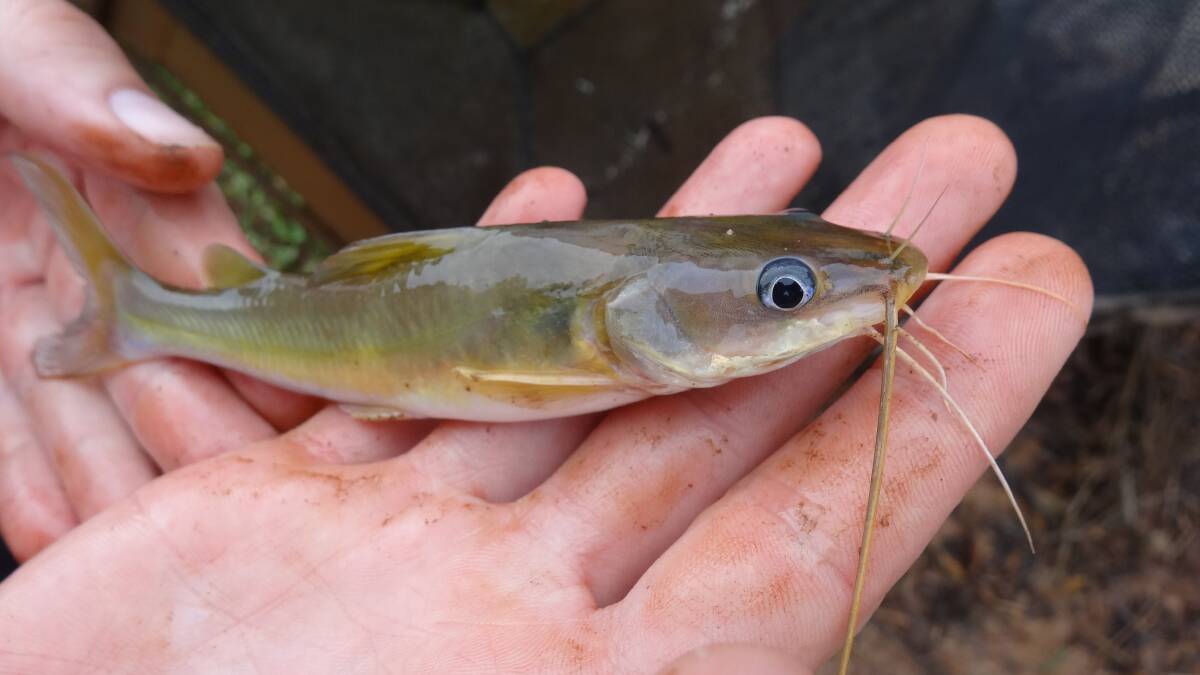 A catfish found in the Mekong River. Picture: CHARLES STURT UNIVERSITY