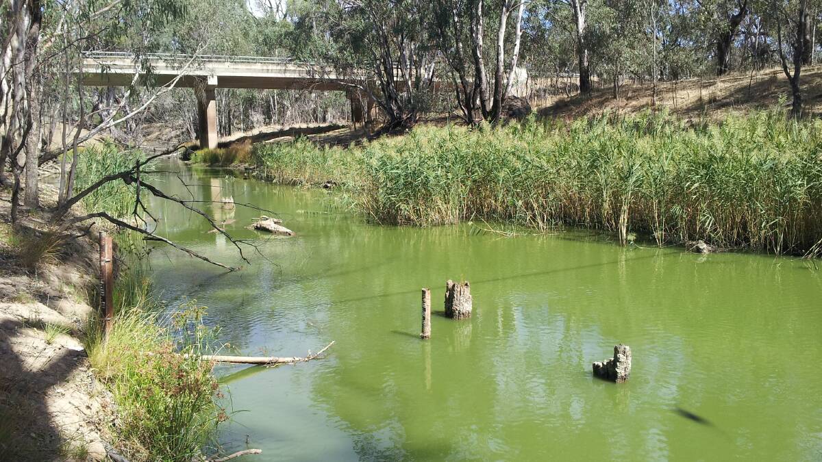 Scum on the upper Wakool River. Picture: ROBYN WATTS