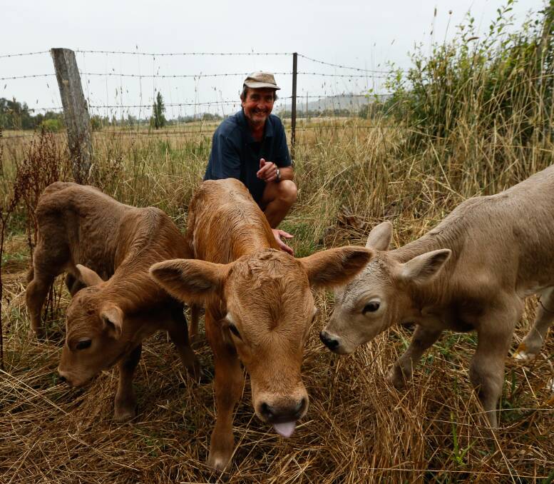 THREE'S A CROWD: Gundowring farmer Peter Cardwell had his work cut out for him when one of his breeders started to give birth to triplets on Sunday last week. Picture: MARK JESSER