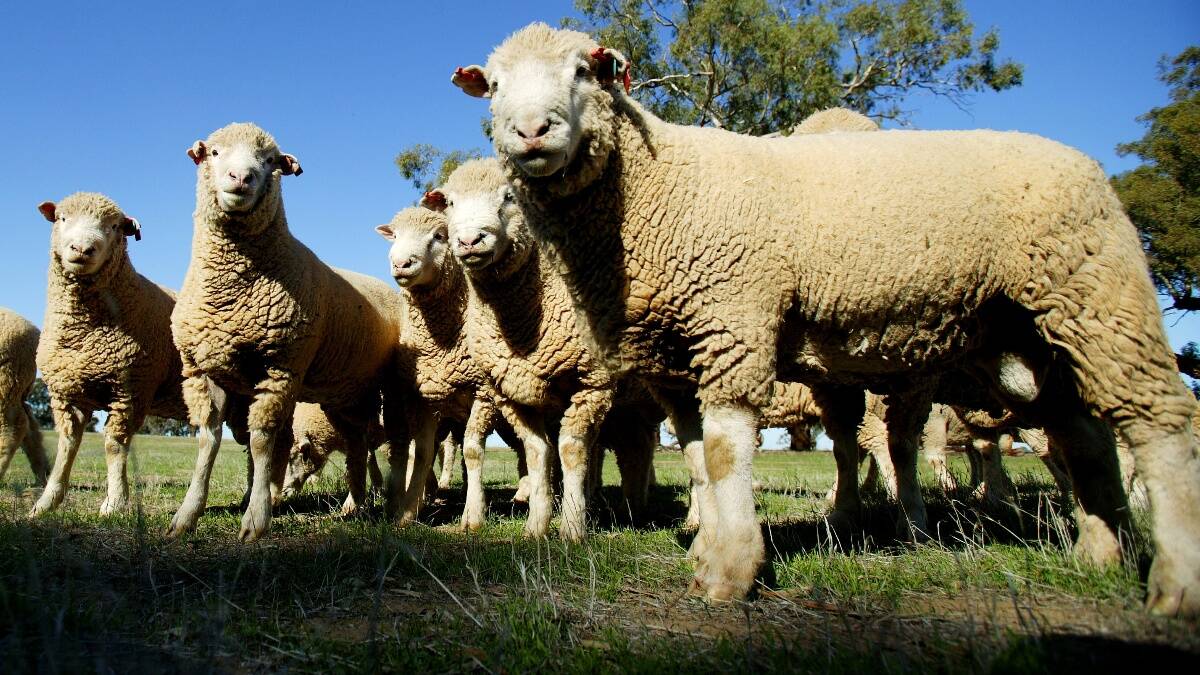 Issues influencing the Australian sheep and lamb industry will be addressed. 