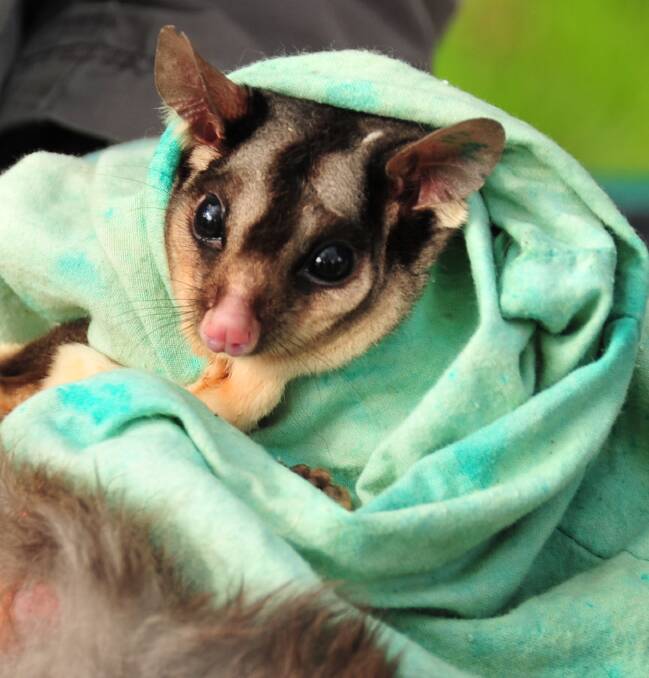 Albury Conservation Company is concerned the Squirrel Glider habitat will be negatively impacted by a Thurgoona residential sub-division proposal.
