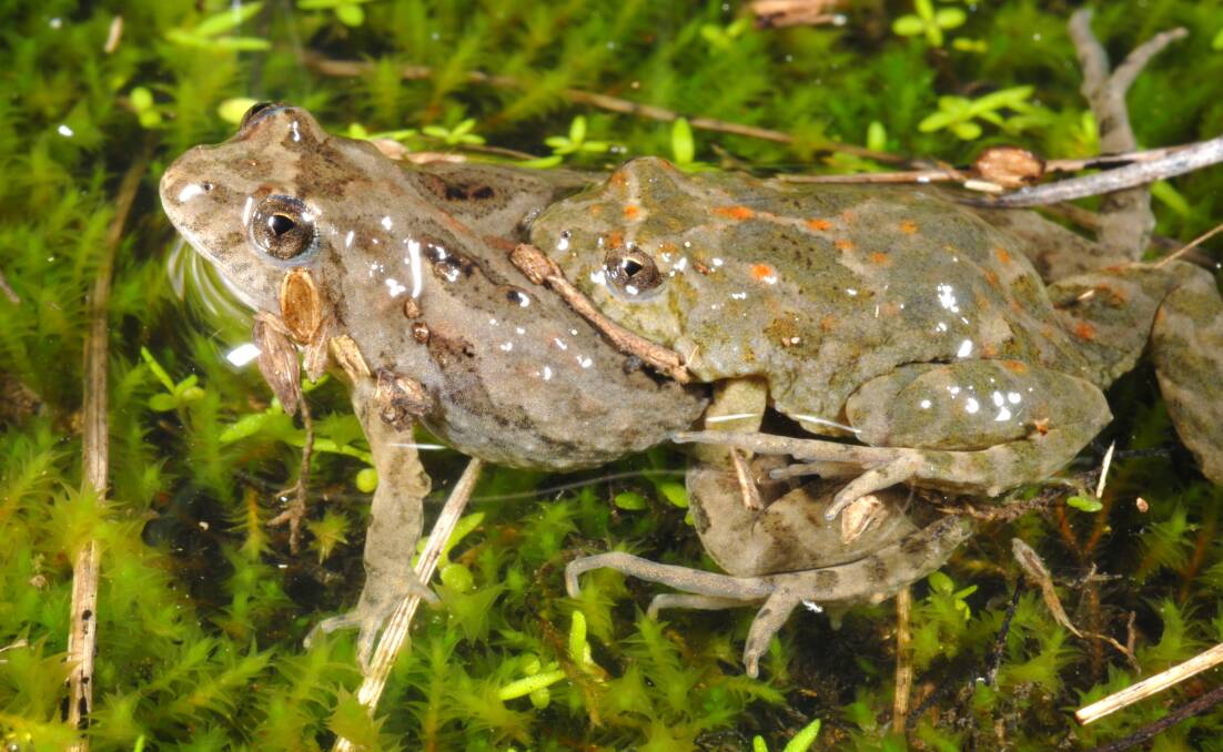 FROG HEAVEN: Sloane's Froglet will have 3.5 hectares of habitat created within Thurgoona Park North estate.