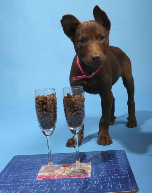 DINING FOR DOGS: Remi, 14 weeks, getting ready for the Abury-Wodonga Animal Rescue fundraiser, to be held on Friday night. Picture: ELENOR TEDENBORG