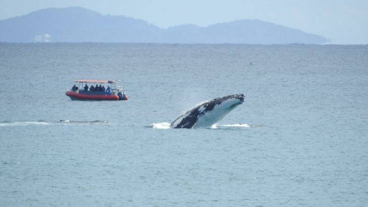 Whales seen off the shores of Byron Bay, 27 September 2015. Photo Geoff Bensley Photo: Supplied