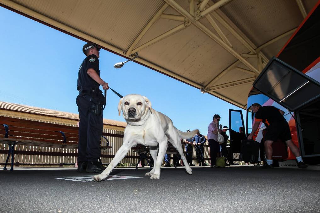 Sniffer dog Bear on patrol at Albury Train Station yesterday. No drugs were detected on trains or buses. Picture: DYLAN ROBINSON