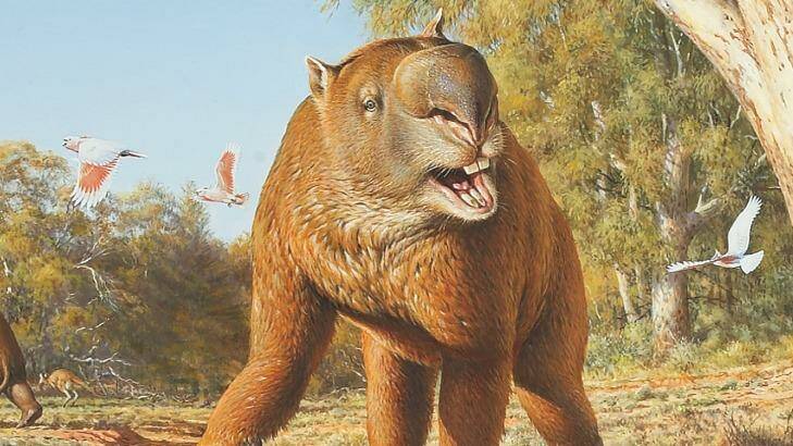 The diprotodon was a rhino-sized wombat that weighed about 2.8 tonnes. Photo: Peter Trusler