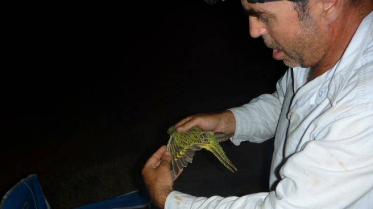 Dr Steve Murphy examines a night parrot.  Photo: Rachel Barr