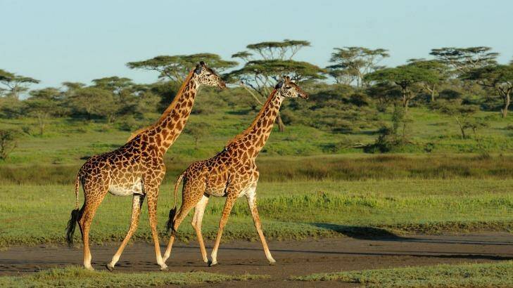 Giraffes on the move in the Ngorongoro Conservation Area in Tanzania. Photo: Marco Pozzi Photographer