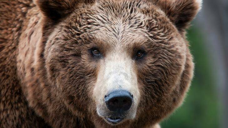 Why are brown brown bears seemingly maltreated, for the tourist dollar?
