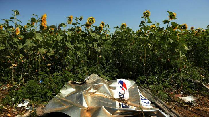Sunflowers surround the downed MH17 crash site in east Ukraine.  Photo: Kate Geraghty