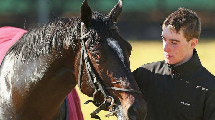 Up to the challenge: Adelaide with strapper David Bergin at Werribee.  Photo: Supplied