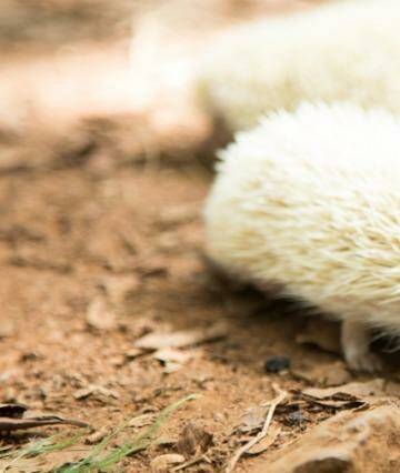 And this little critter is an albino hedgehog. Photo: Channel 10