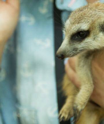 For the benefit of the I'm A Celebrity team, this is a meerkat. Photo: Channel 10