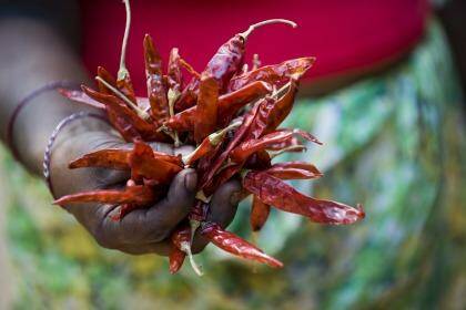 Dried red chilies are a signature ingredient of Sri Lankan food. Photo: Kevin Clogstoun